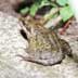 common frog